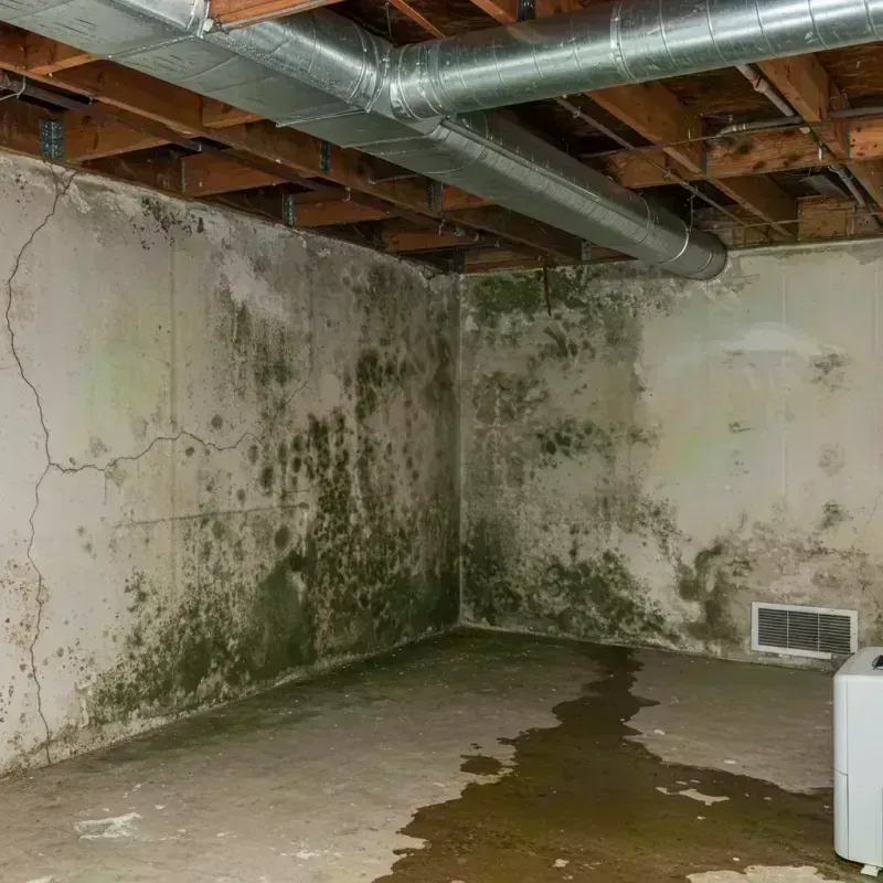 Professional Mold Removal in Boise County, ID